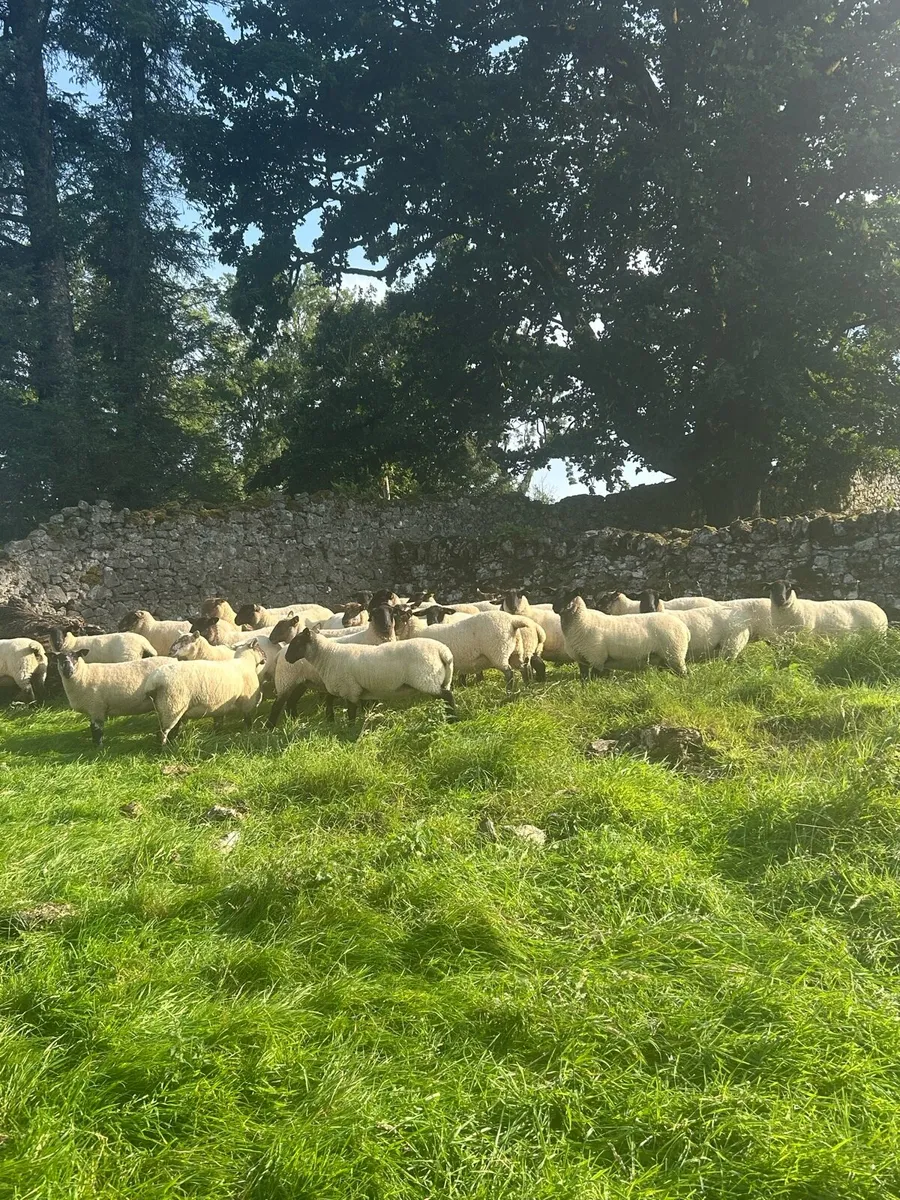 Ewe Hoggets - Image 2