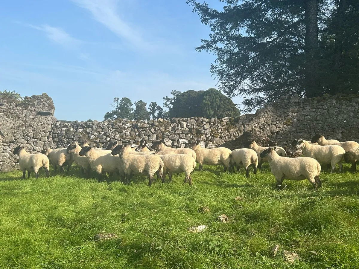 Ewe Hoggets - Image 1