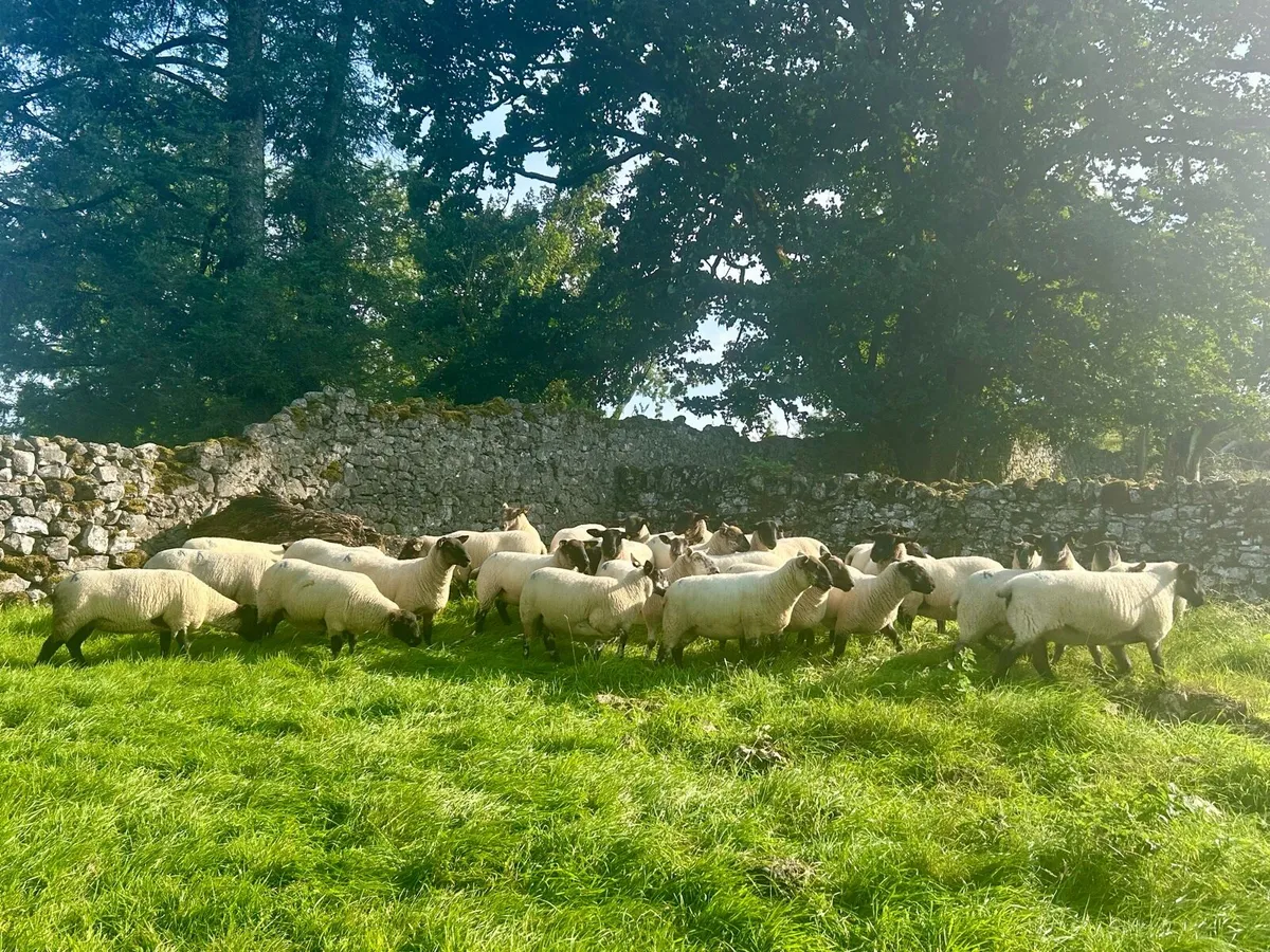 Ewe Hoggets - Image 3