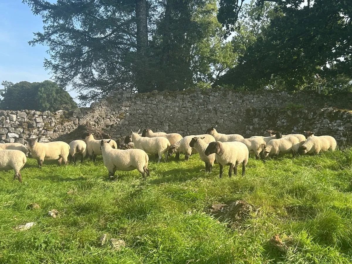 Ewe Hoggets - Image 4