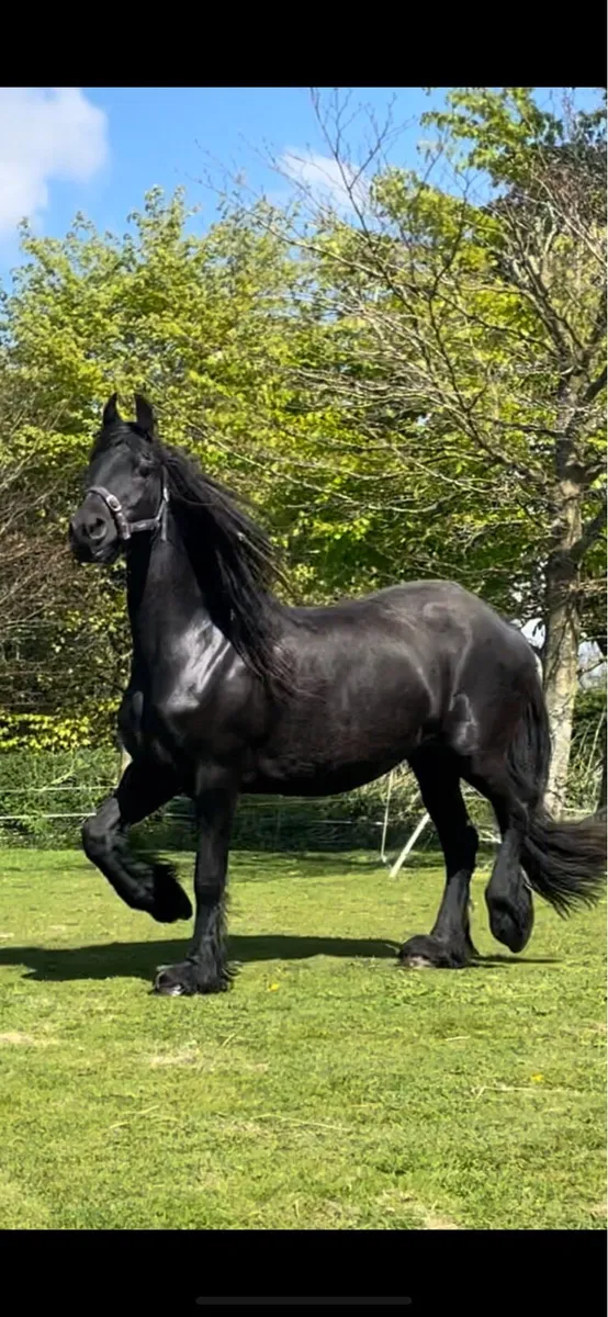Friesian colt foal - Image 1