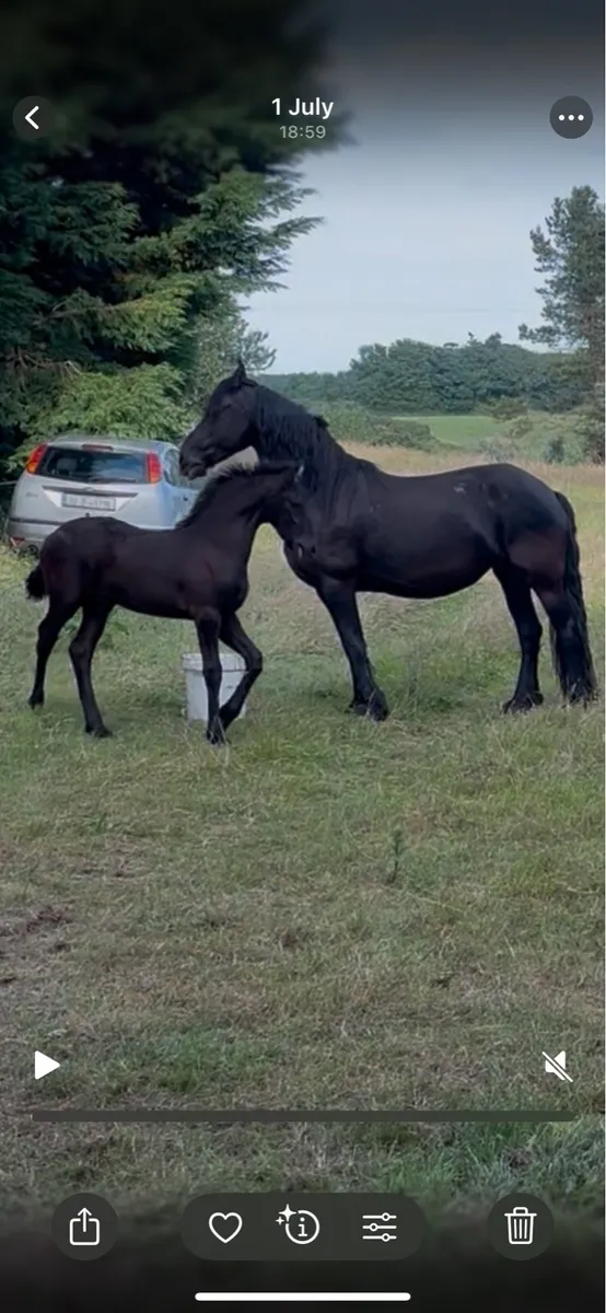 Friesian colt foal - Image 2
