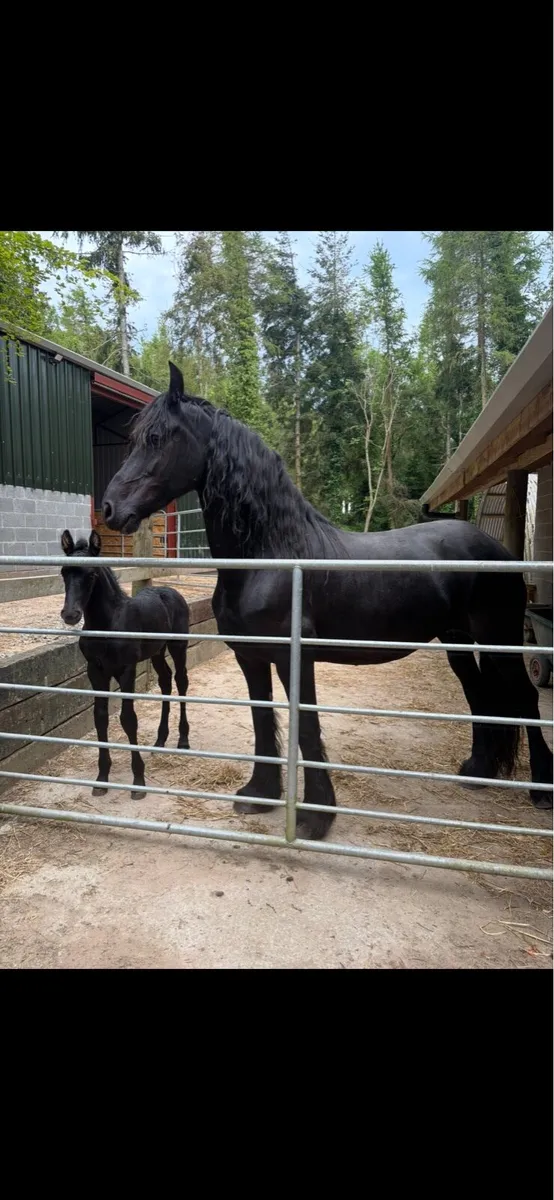 Friesian colt foal - Image 3