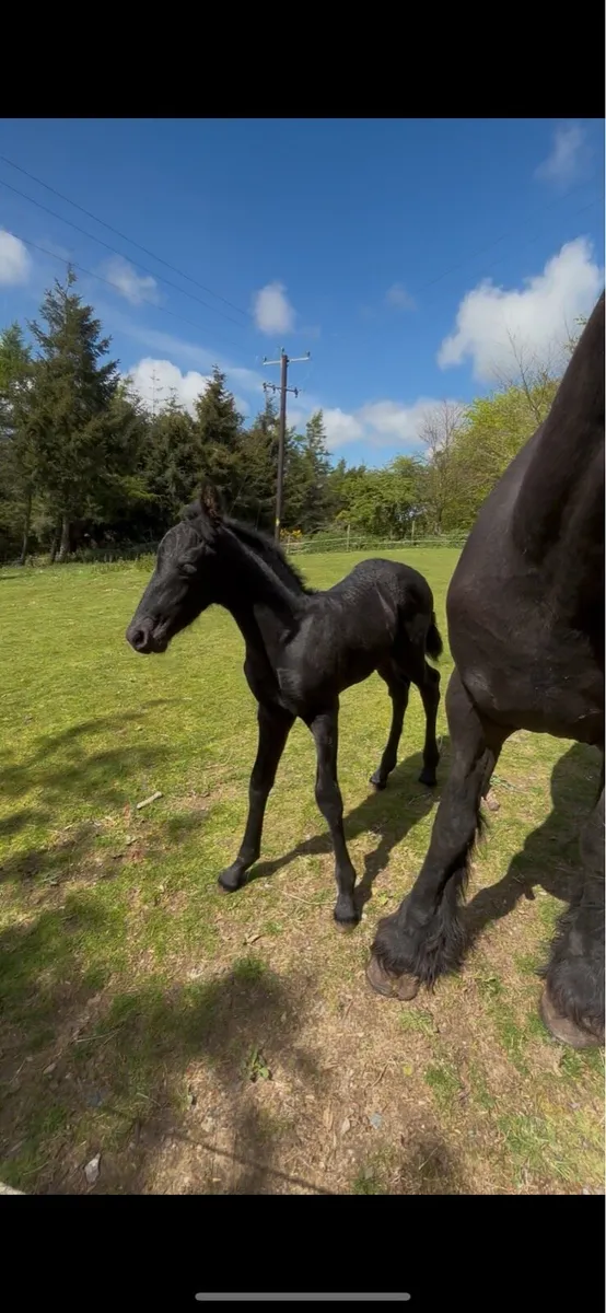 Friesian colt foal - Image 4