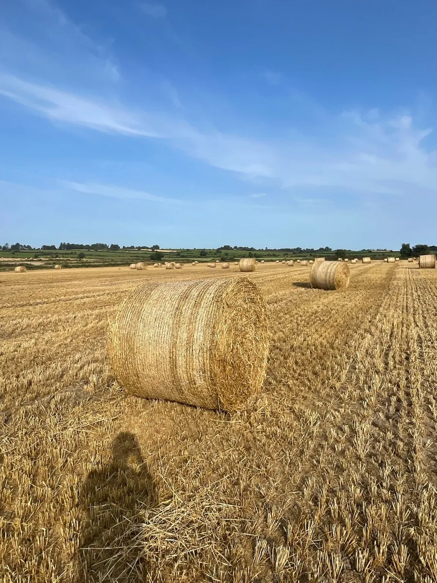 Barley straw - Image 1