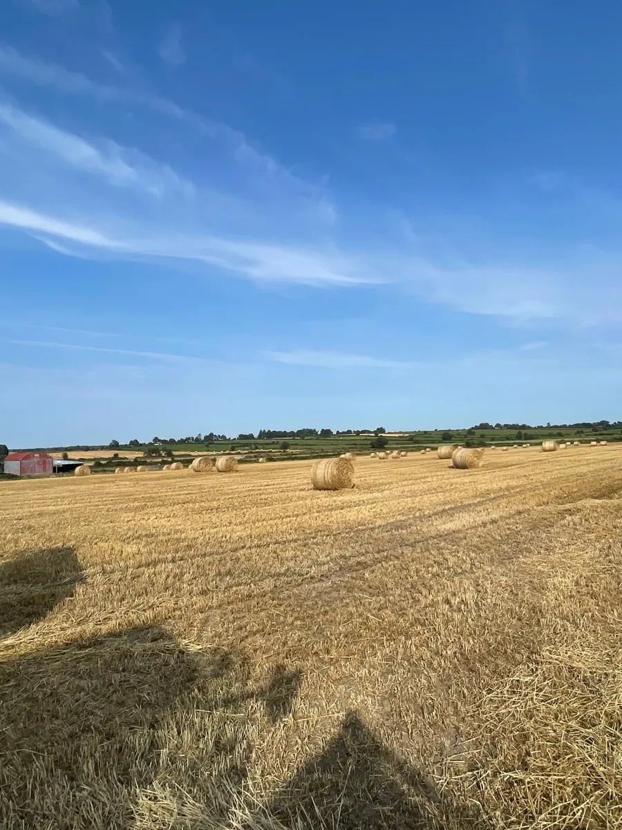 Barley straw - Image 3