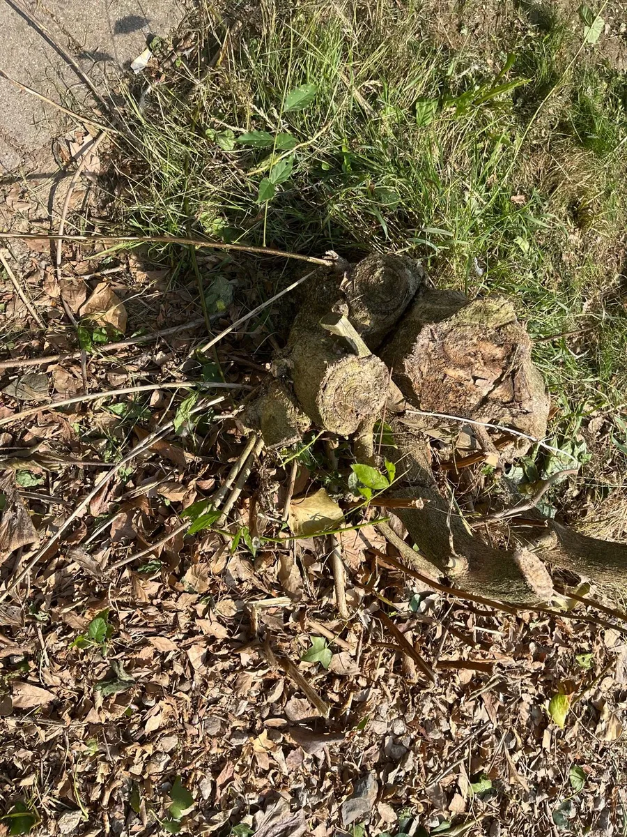 Wisteria Rootball - Image 1
