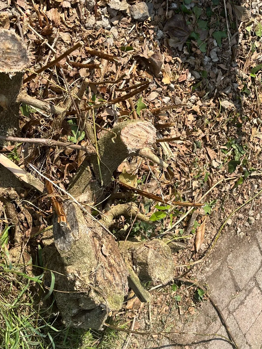 Wisteria Rootball - Image 2