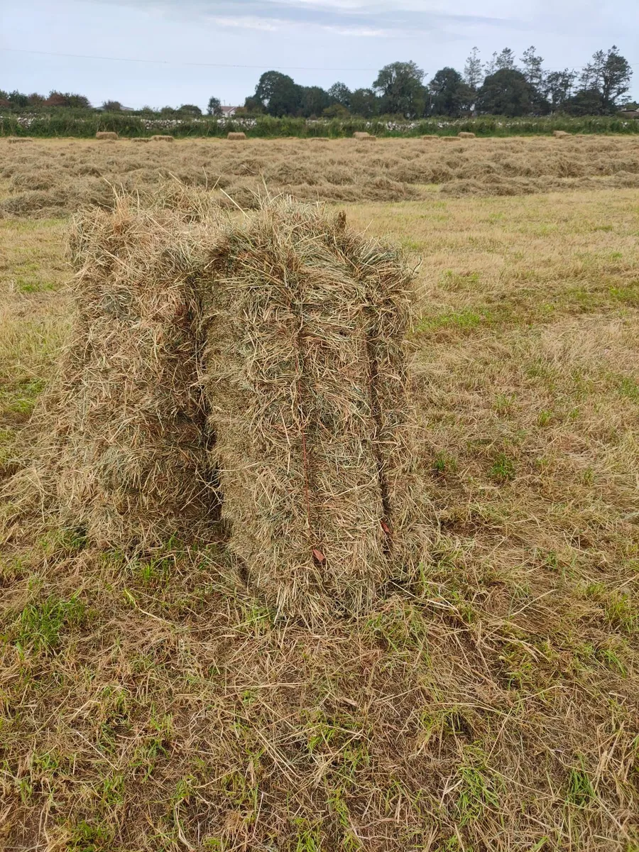 Square Bales of Hay
