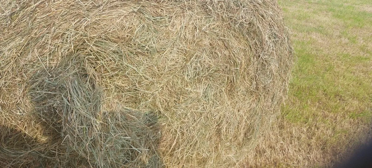 IF CARLSBERG made hay . ORGANIC - Image 3