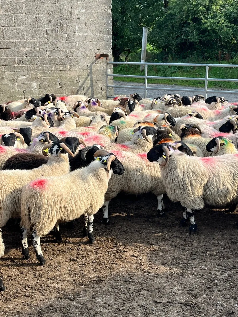 Store lambs - Image 1