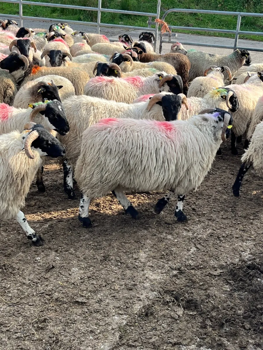 Store lambs - Image 2