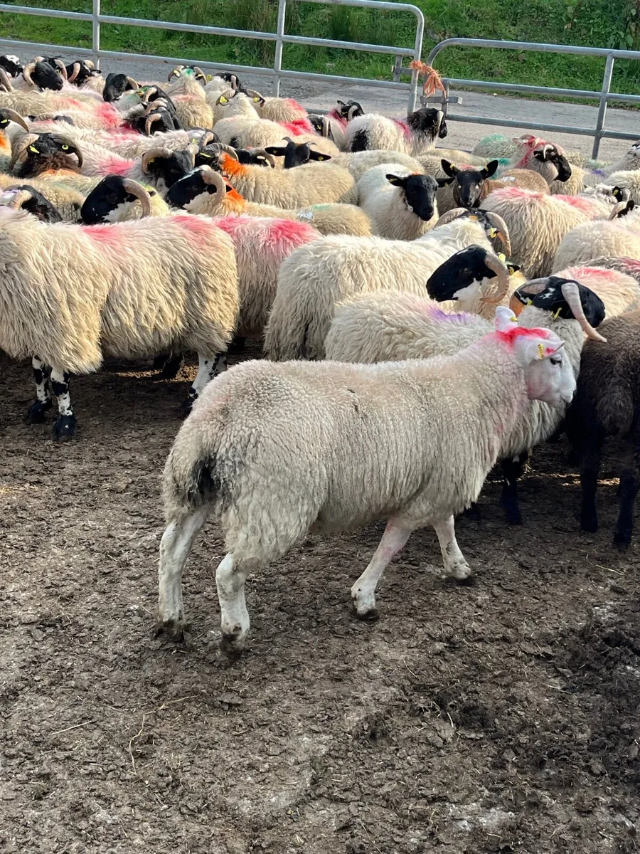 Store lambs - Image 3