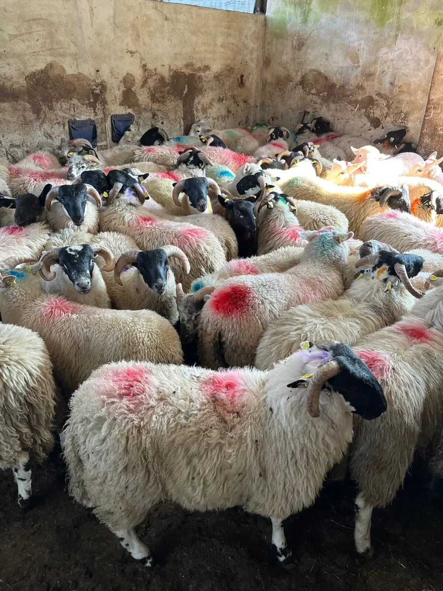 Store lambs - Image 4