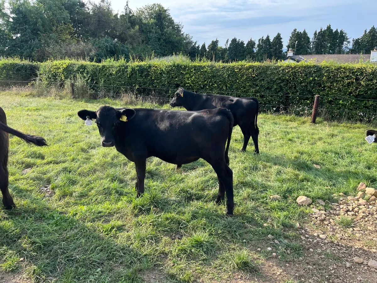 Angus bullocks - Image 1