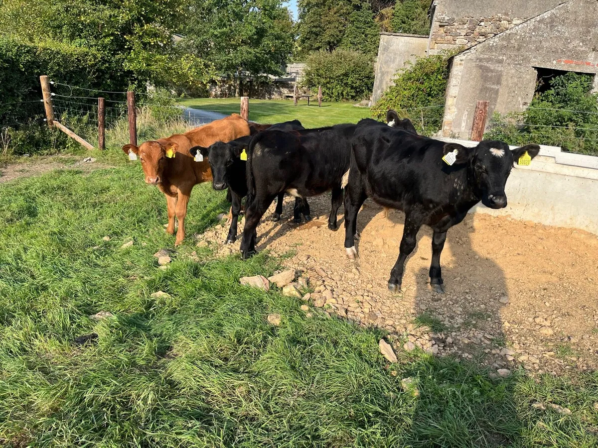 Angus bullocks - Image 2