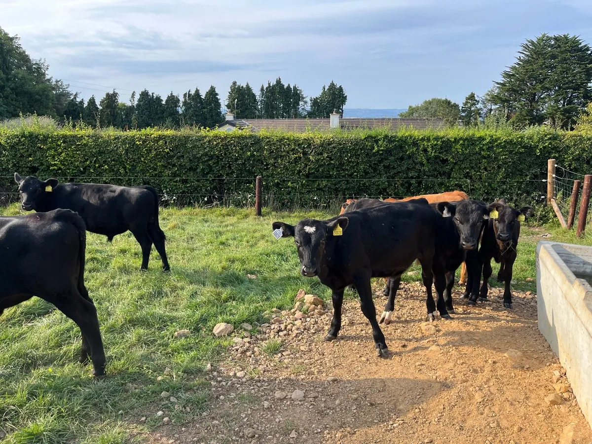 Angus bullocks - Image 3