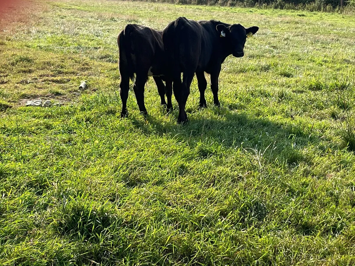 Angus bullocks - Image 4