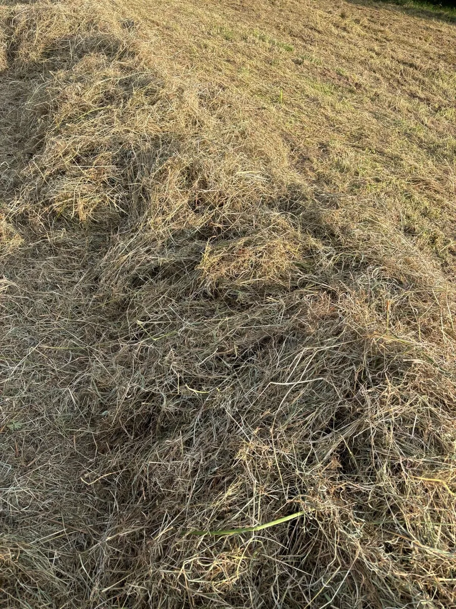 Hay - Image 1