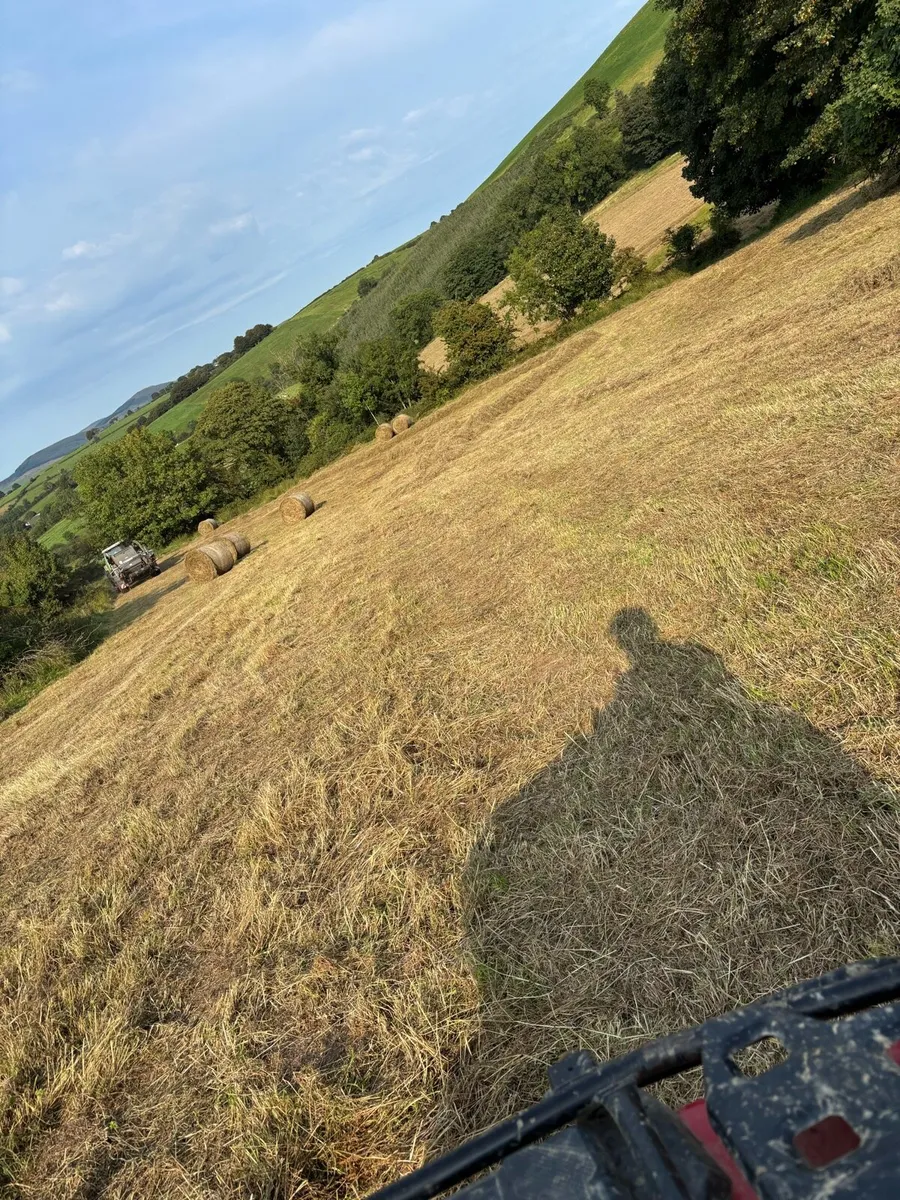 Hay - Image 2