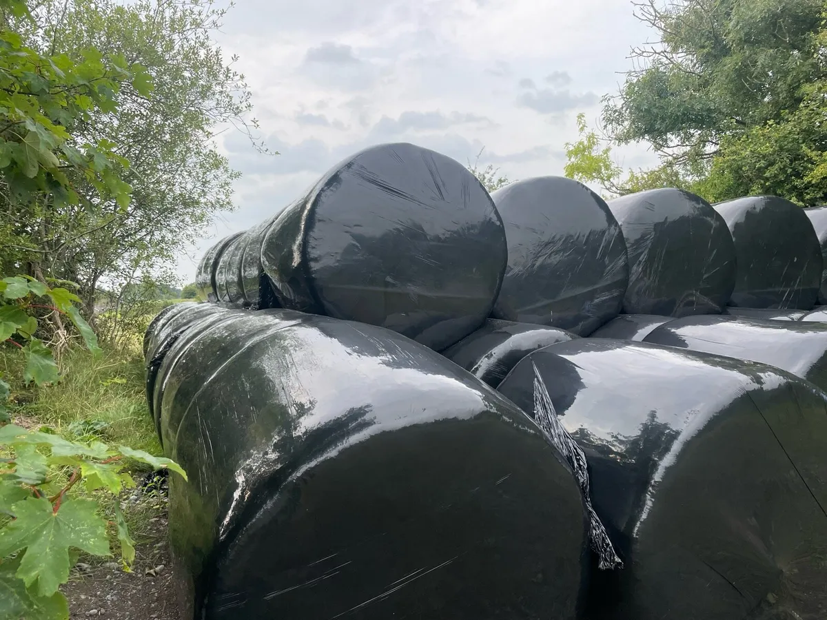 Silage buy 70 and get 7 free - Image 2
