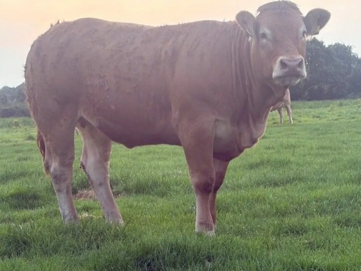 PBR Limousin Heifers - Image 2