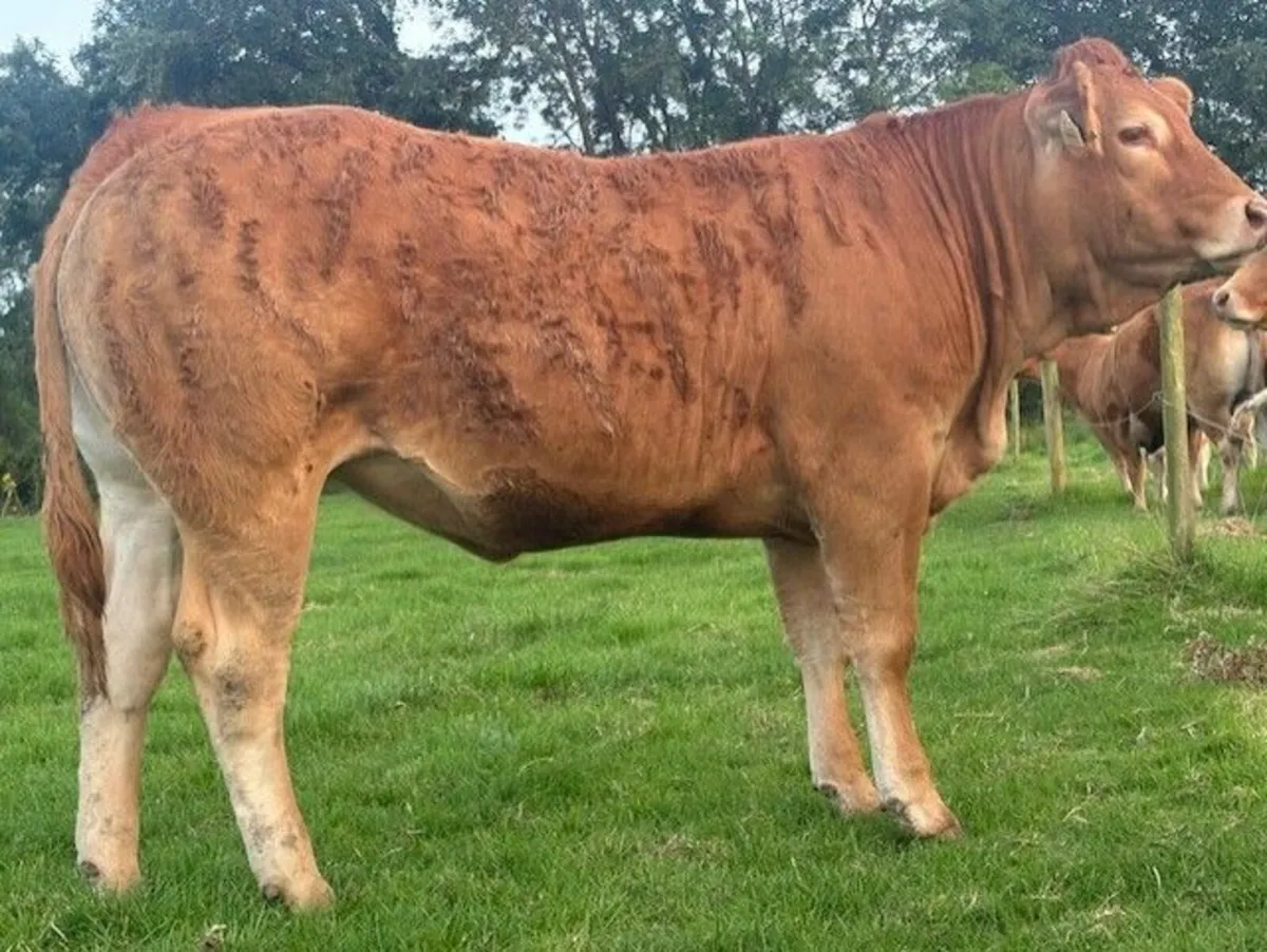 PBR Limousin Heifers - Image 3