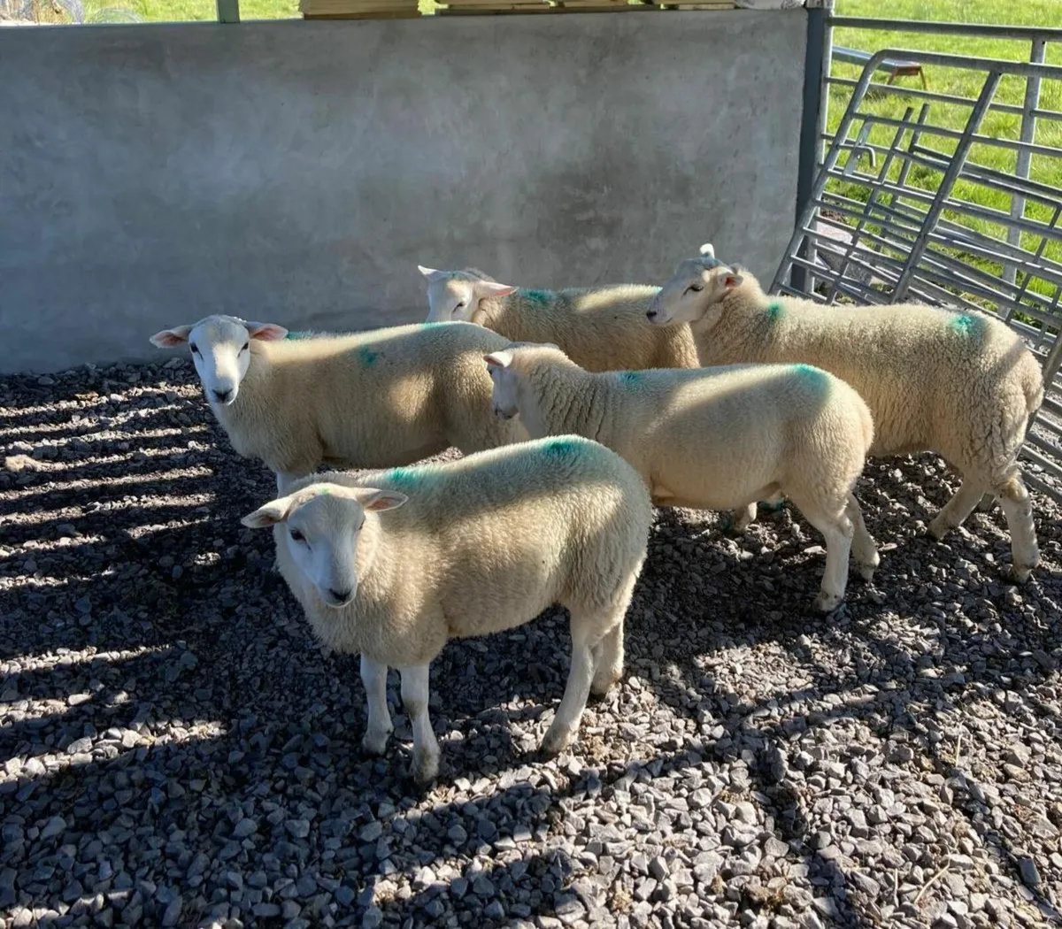 Organic PBNR Lleyn Ram Lambs - Image 1