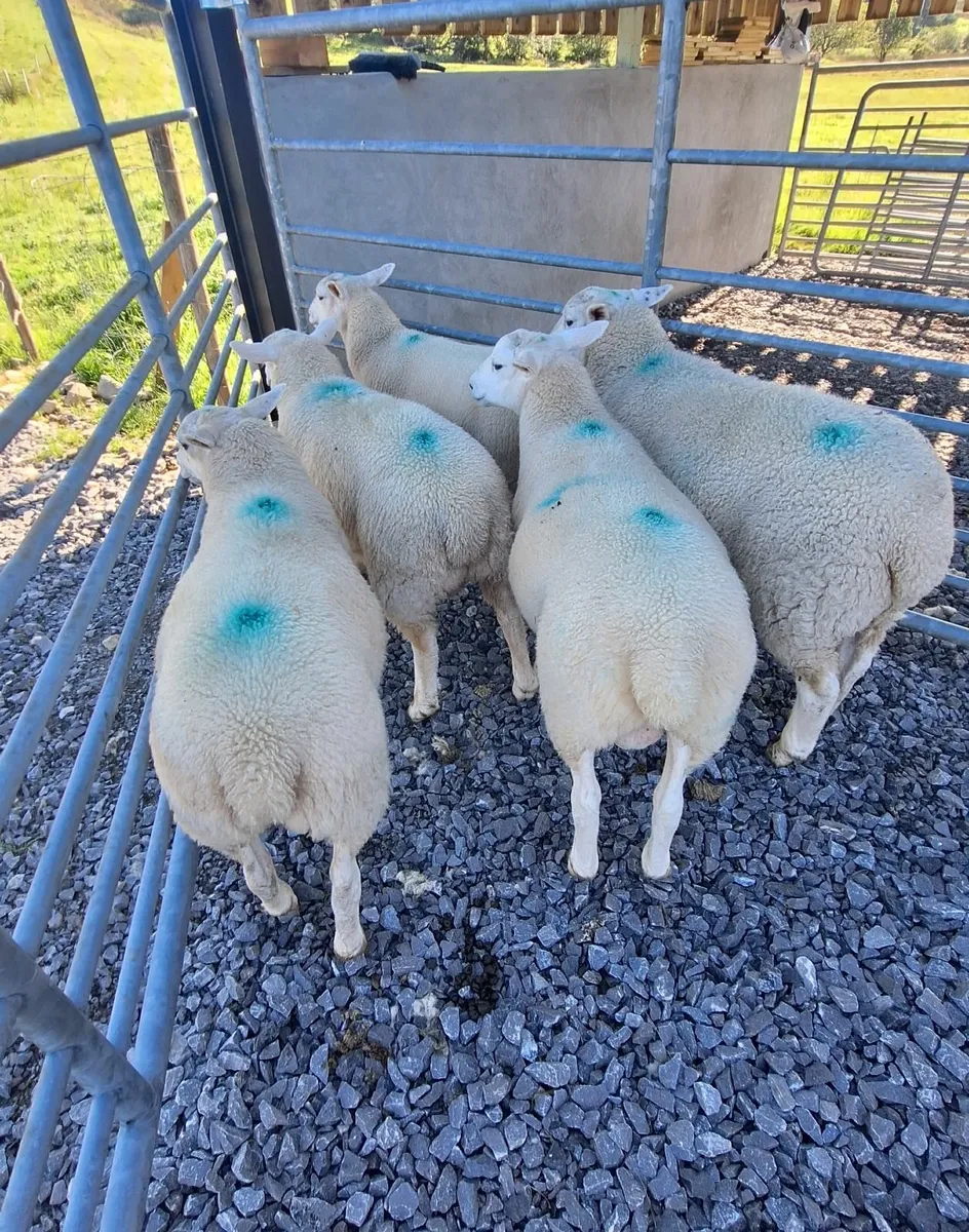 Organic PBNR Lleyn Ram Lambs - Image 2