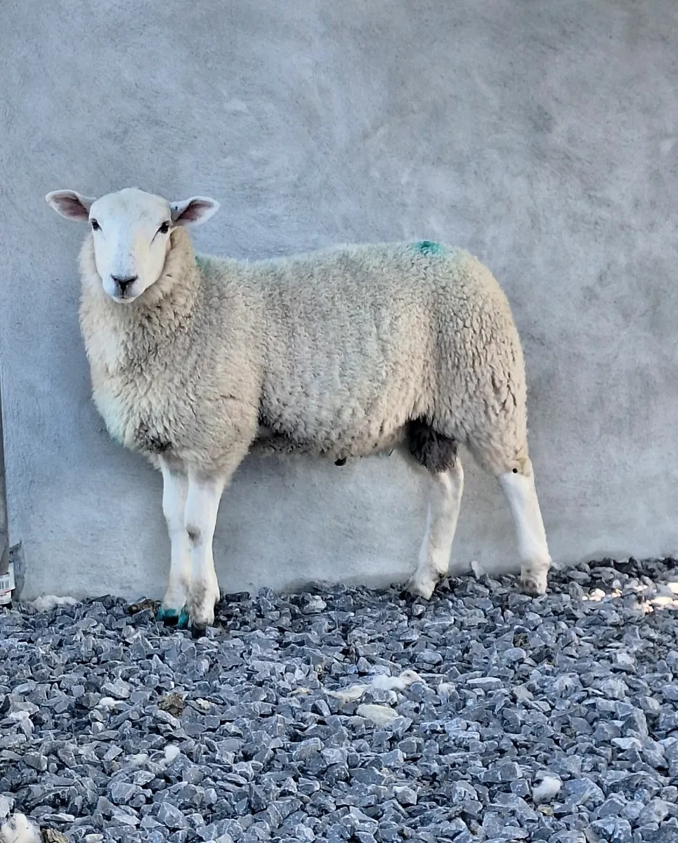 Organic PBNR Lleyn Ram Lambs - Image 3