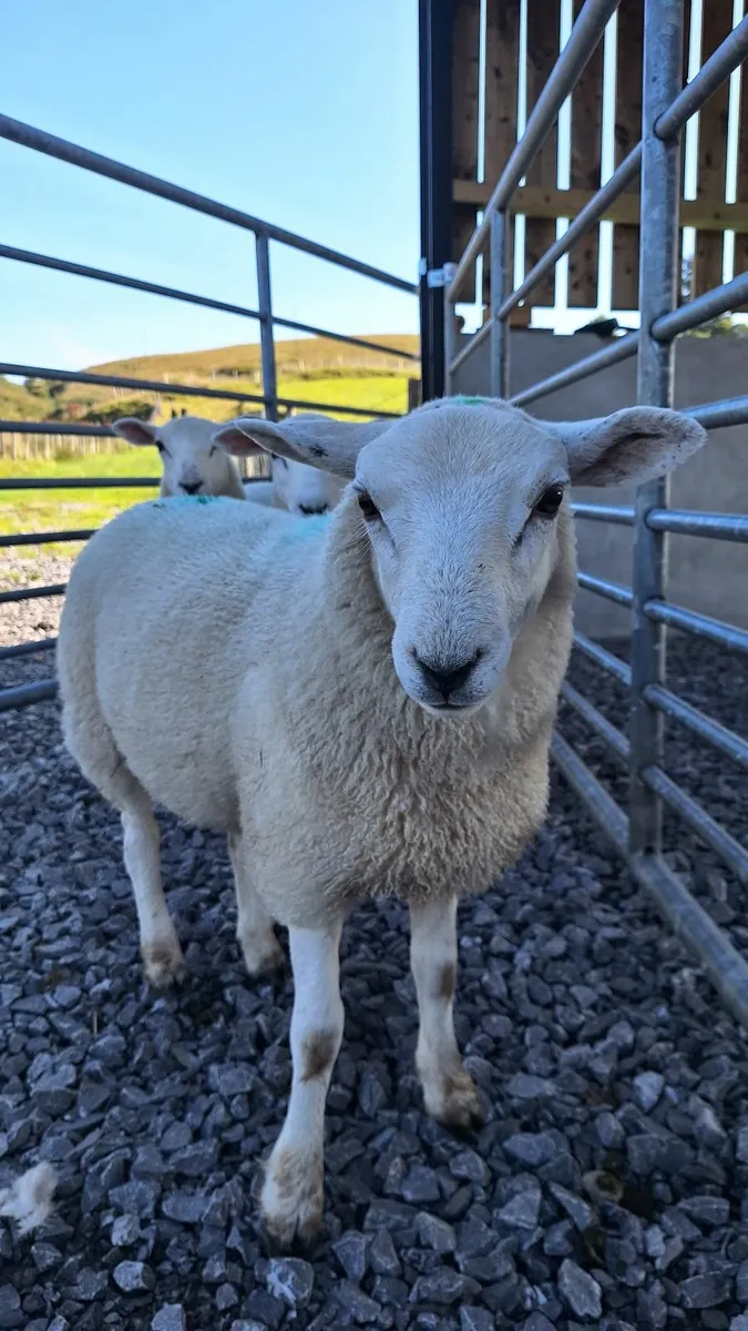 Organic PBNR Lleyn Ram Lambs - Image 4