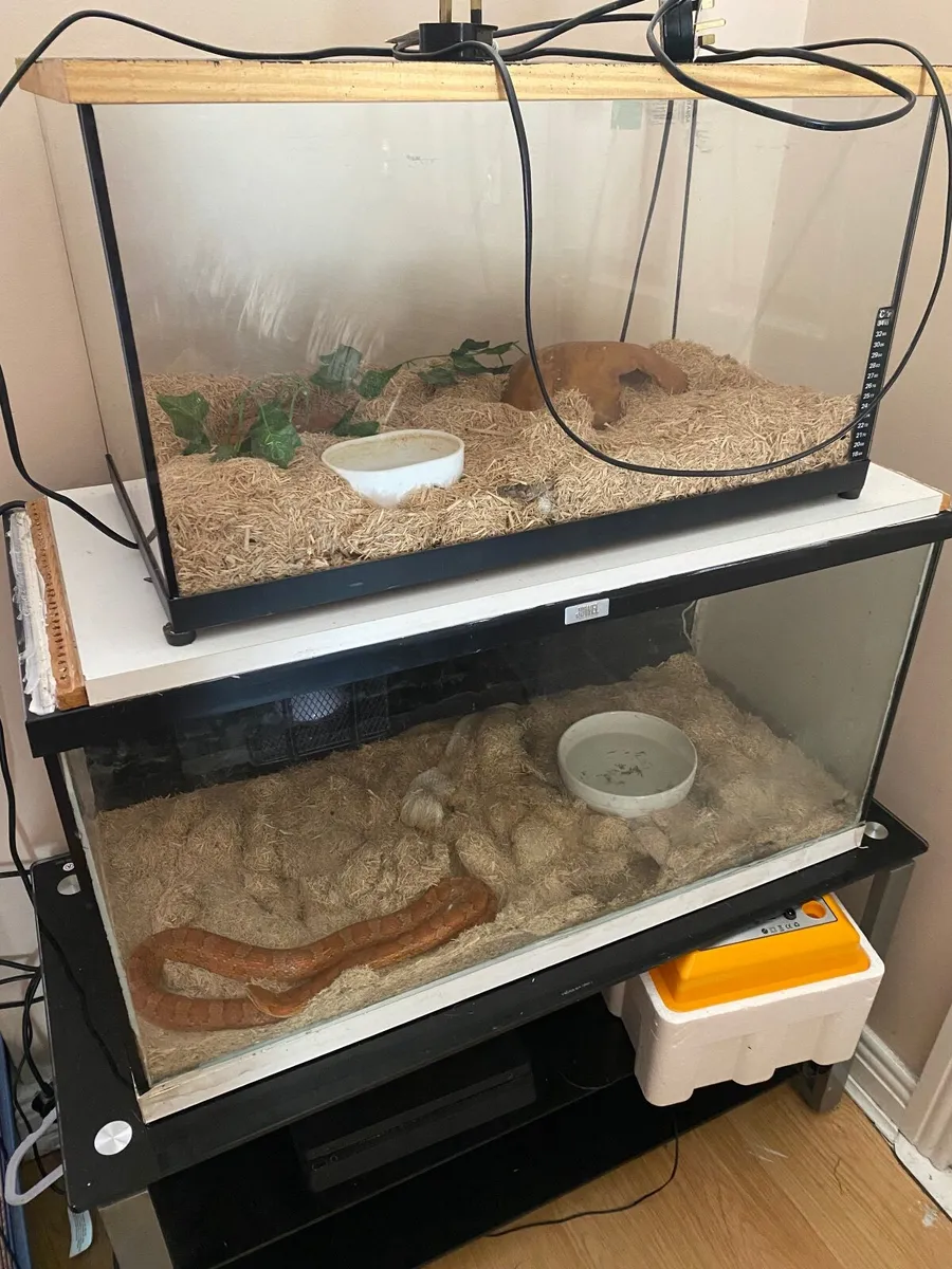 Corn snakes - Image 2