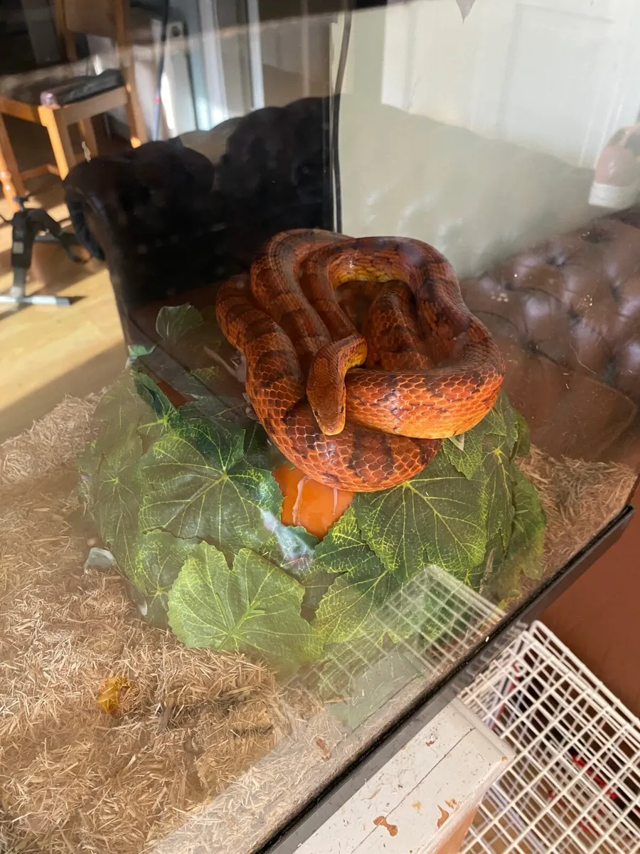 Corn snakes - Image 3