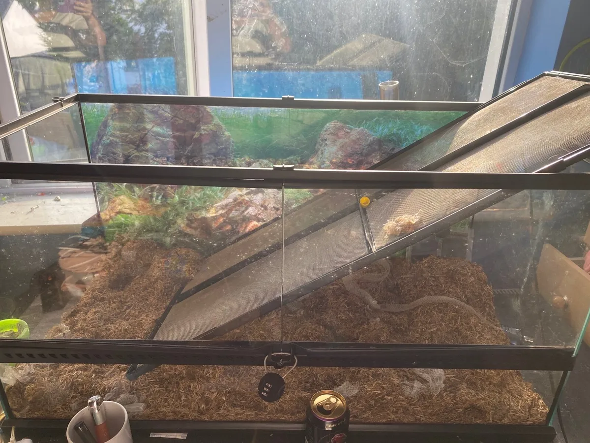 Corn snakes - Image 4