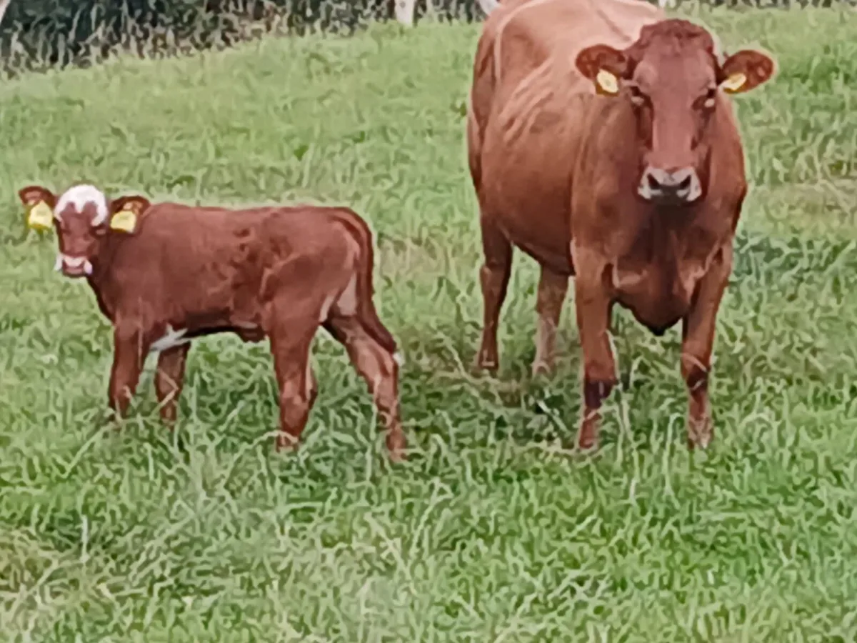 Limousin cow with SH calf - Image 1