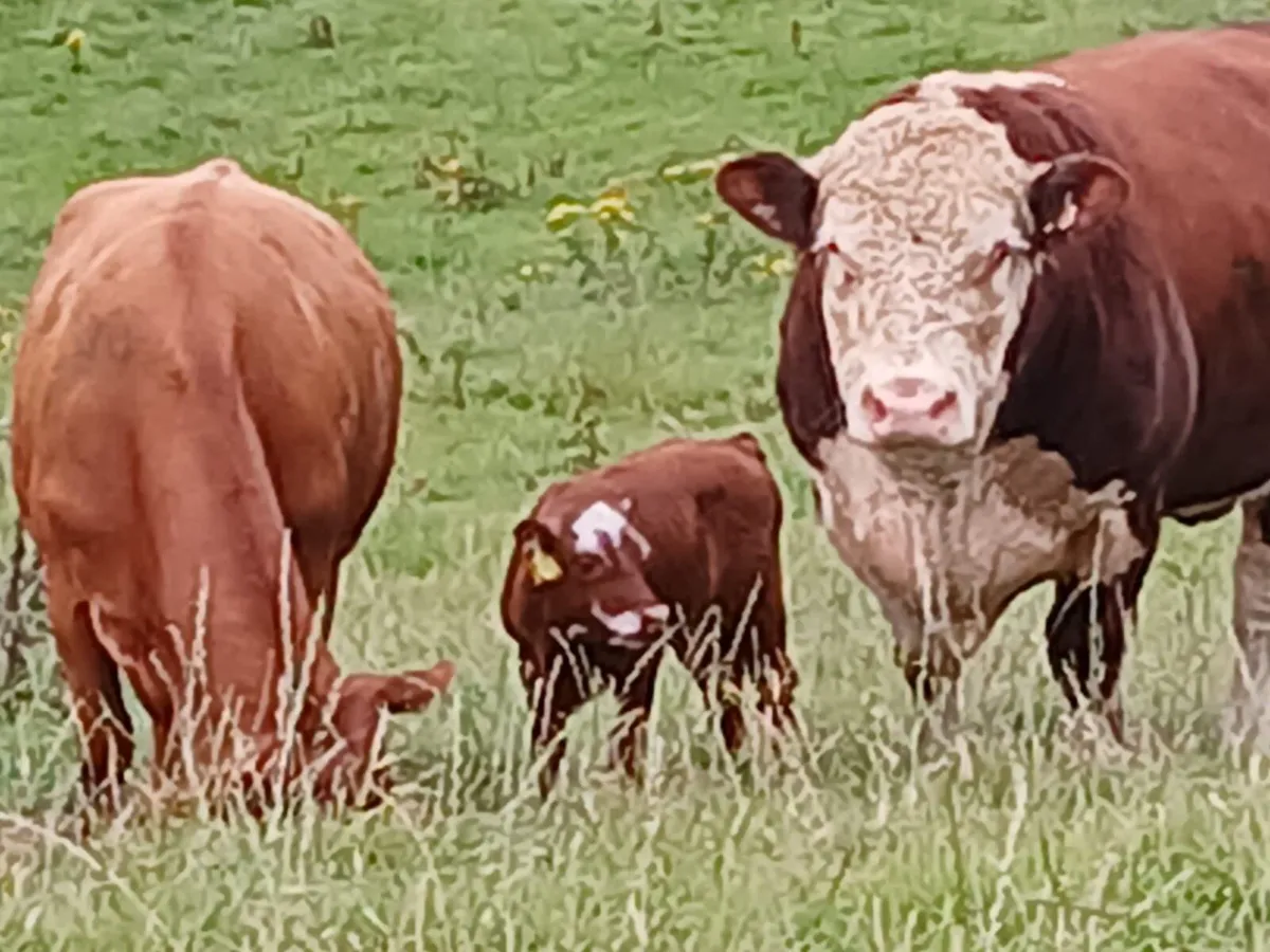 Limousin cow with SH calf - Image 2