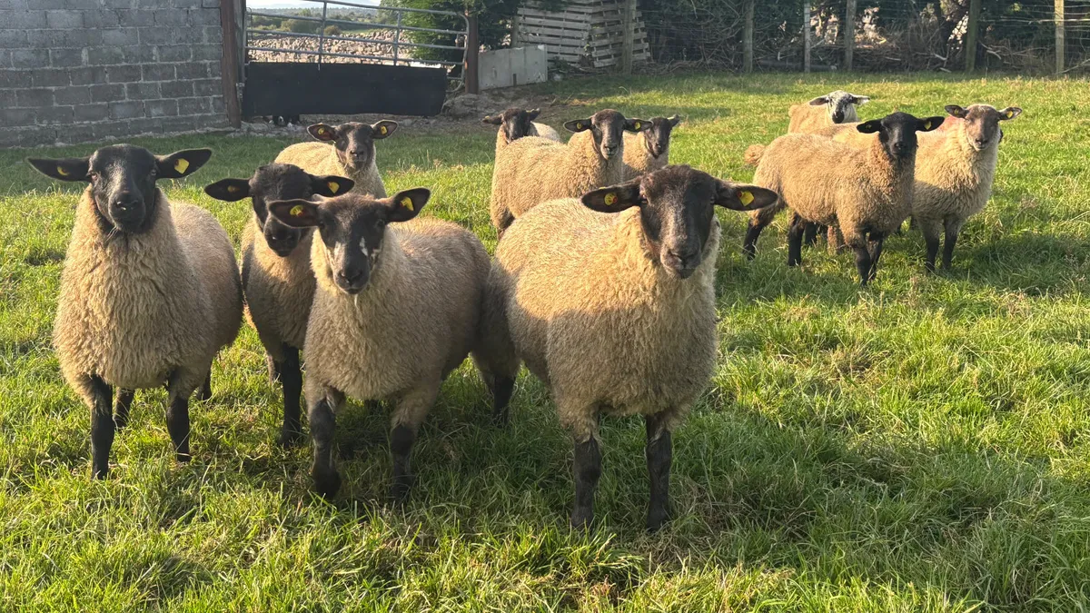 12 Suffolk Ewe Lambs - Image 4