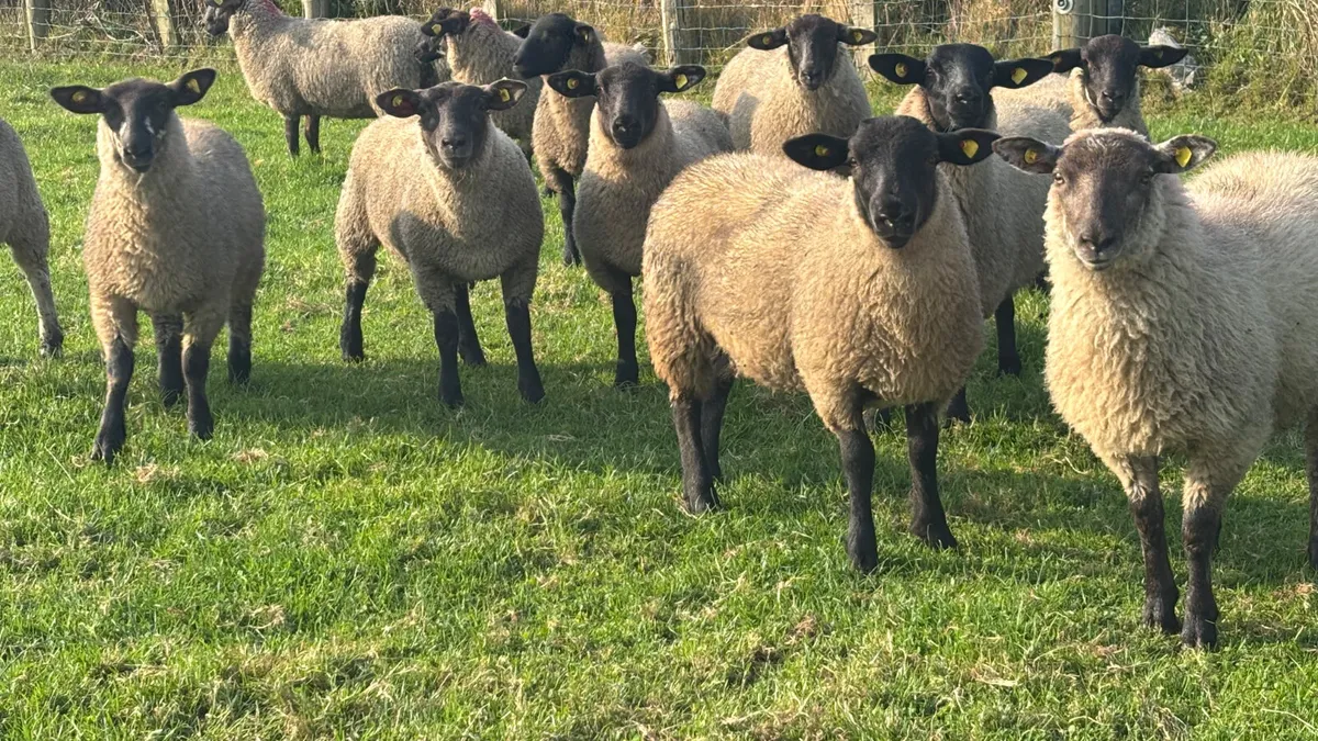 12 Suffolk Ewe Lambs - Image 1