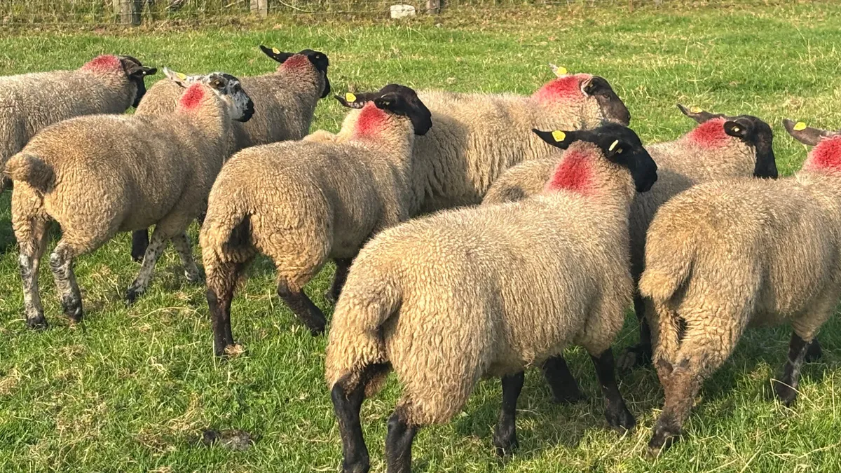 12 Suffolk Ewe Lambs - Image 3