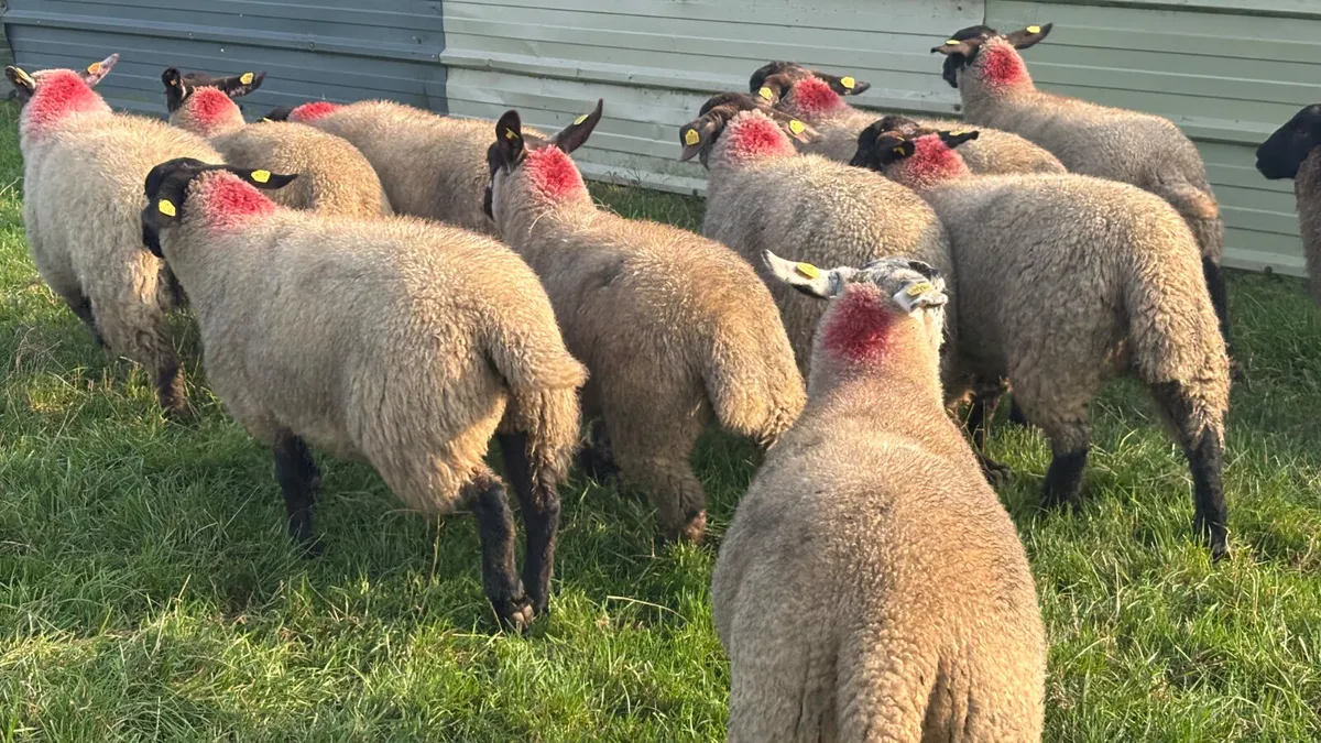 12 Suffolk Ewe Lambs - Image 2