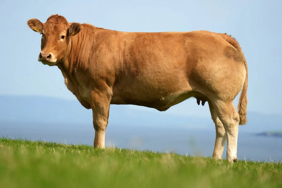 ⭐ Elite Pedigree Limousin Cow & Calf ⭐ - Image 3