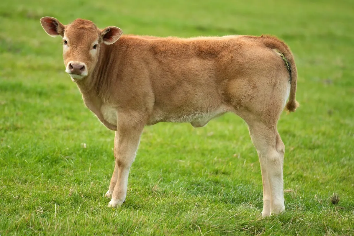 ⭐ Elite Pedigree Limousin Cow & Calf ⭐ - Image 4