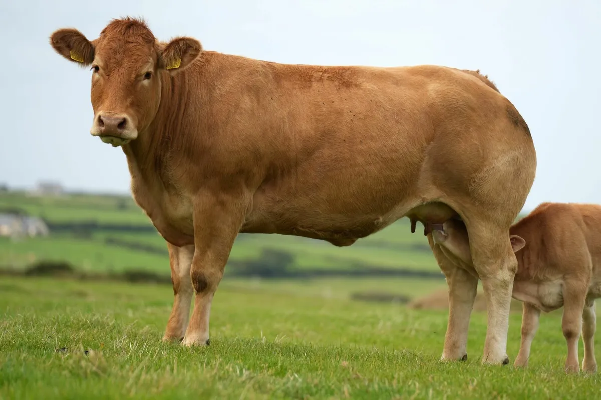 ⭐ Elite Pedigree Limousin Cow & Calf ⭐ - Image 2