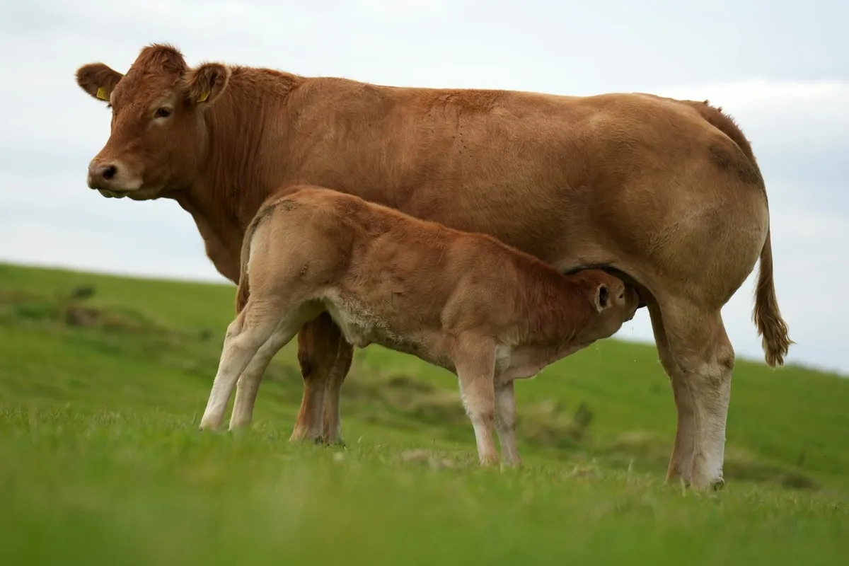 ⭐ Elite Pedigree Limousin Cow & Calf ⭐ - Image 1