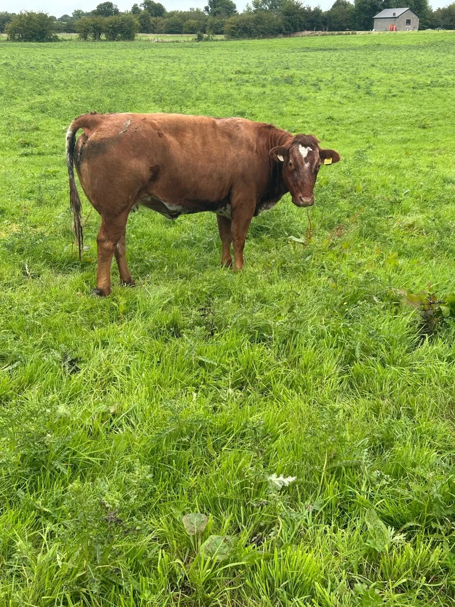 Breeding Heifers - Image 1