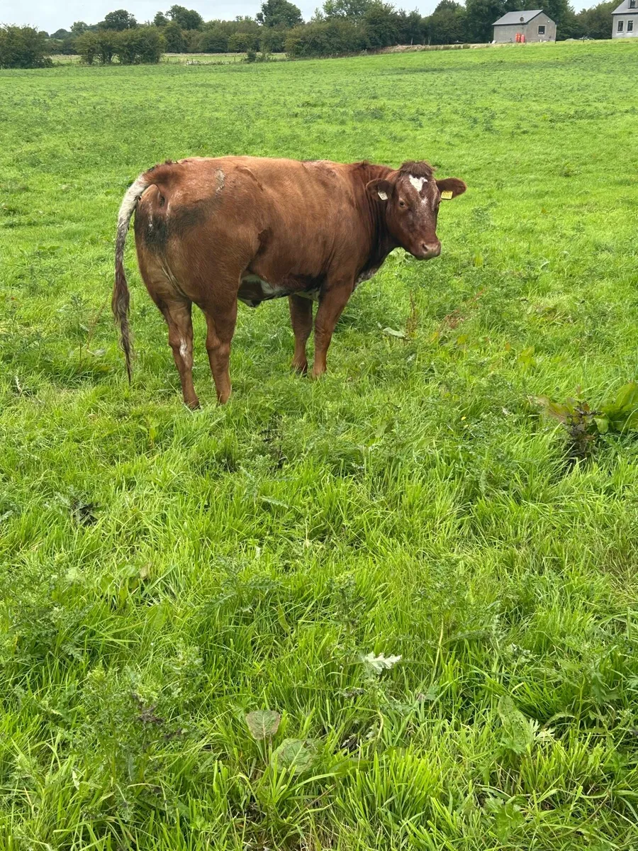 Breeding Heifers - Image 2