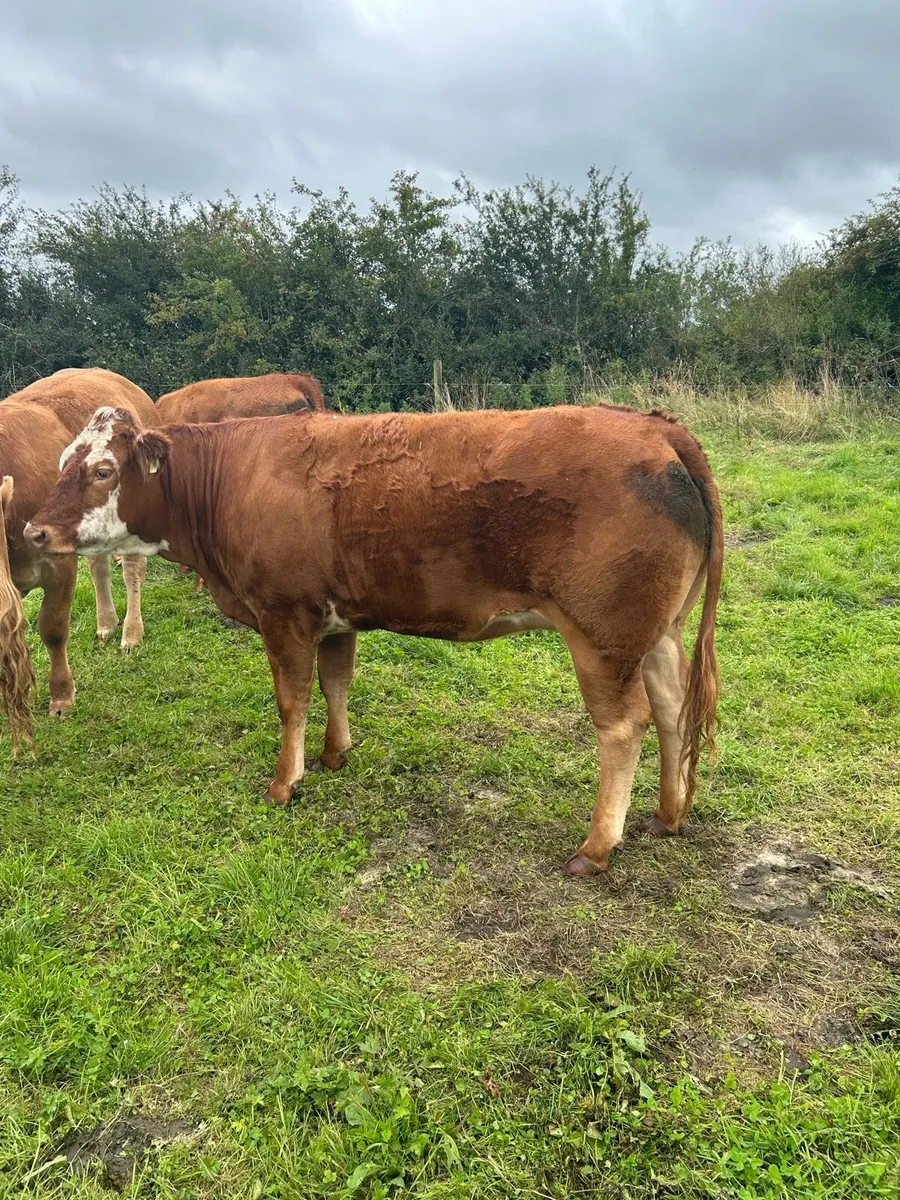 Breeding Heifers - Image 3