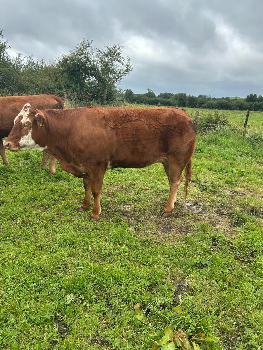 Breeding Heifers - Image 4