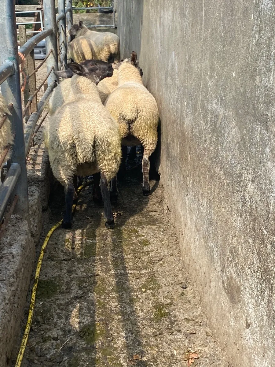 Large groups of Suffolk  and Texel cross ewe lambs - Image 2