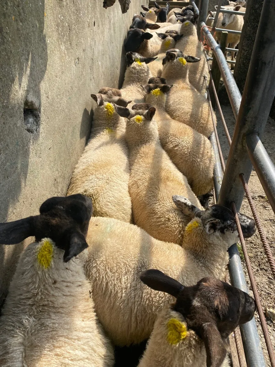Large groups of Suffolk  and Texel cross ewe lambs - Image 3
